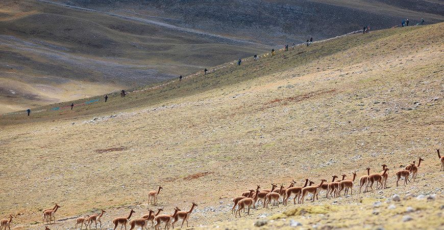 tradicional Chaccu de vicuñas