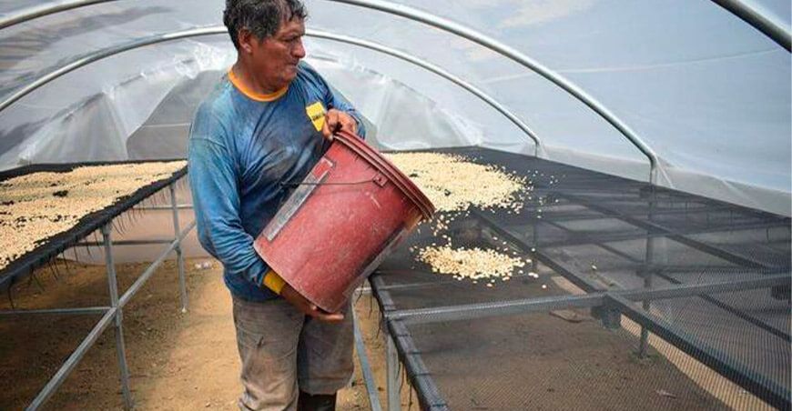 Chanchamayo: entregan 222 secadores solares a cafetaleros