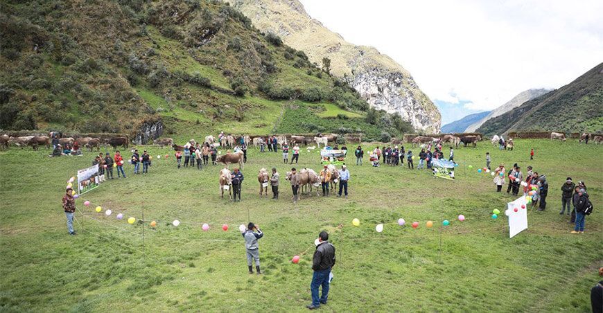feria ganadera bovinos Junín