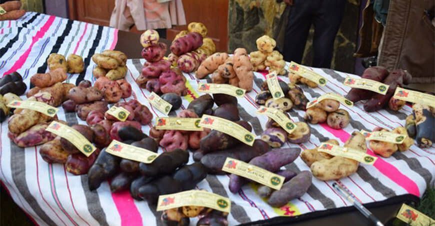 Junín: reconocen a Pariahuanca como primera zona de agrobiodiversidad de la sierra central