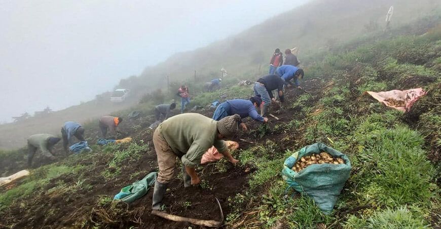 agricultores de Concepción cosechan semillas de papa con alta calidad genética