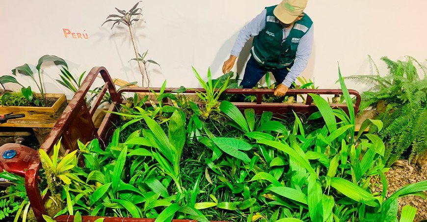 Junín: Serfor decomisa 950 orquídeas en un fundo en selva central