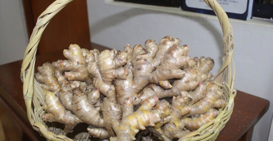 Mejorarán la producción de kion en 65 hectáreas del Vraem
