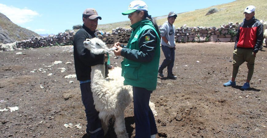 Fortalecimiento de la sanidad de alpacas en la comunidad Huacos, Lima