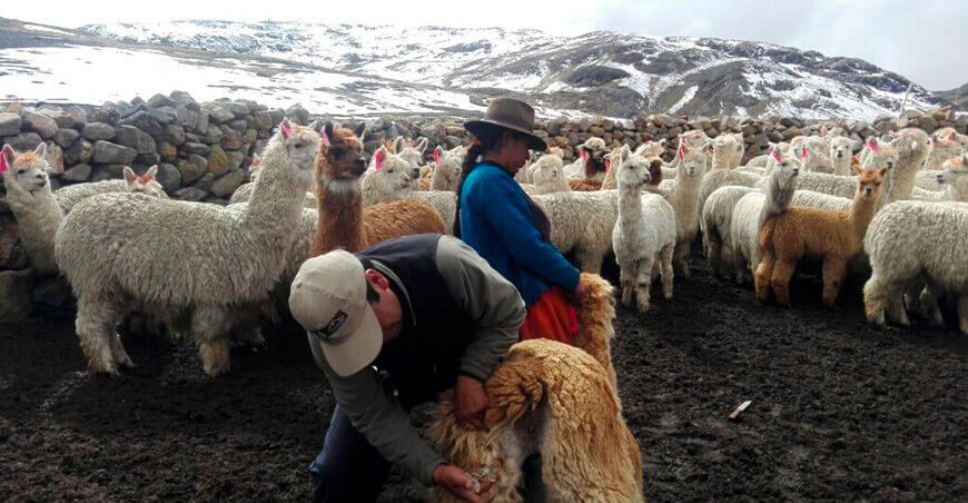 Moquegua: entregan kits veterinarios para atender a alpacas y llamas