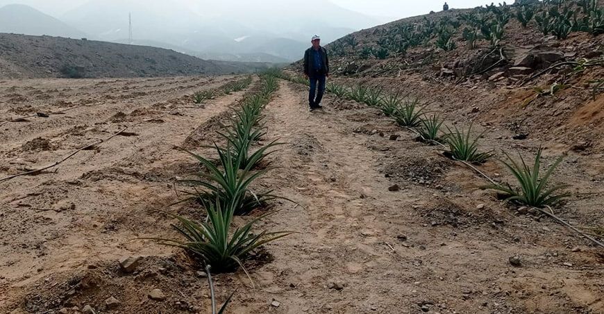 impulsan cultivo de piña Golden en el valle Chicama en La Libertad
