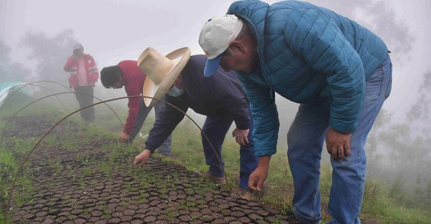 instalación de plantones de pino La Libertad