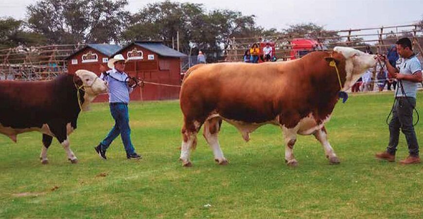 Mañana arranca la feria internacional ganadera de Lambayeque