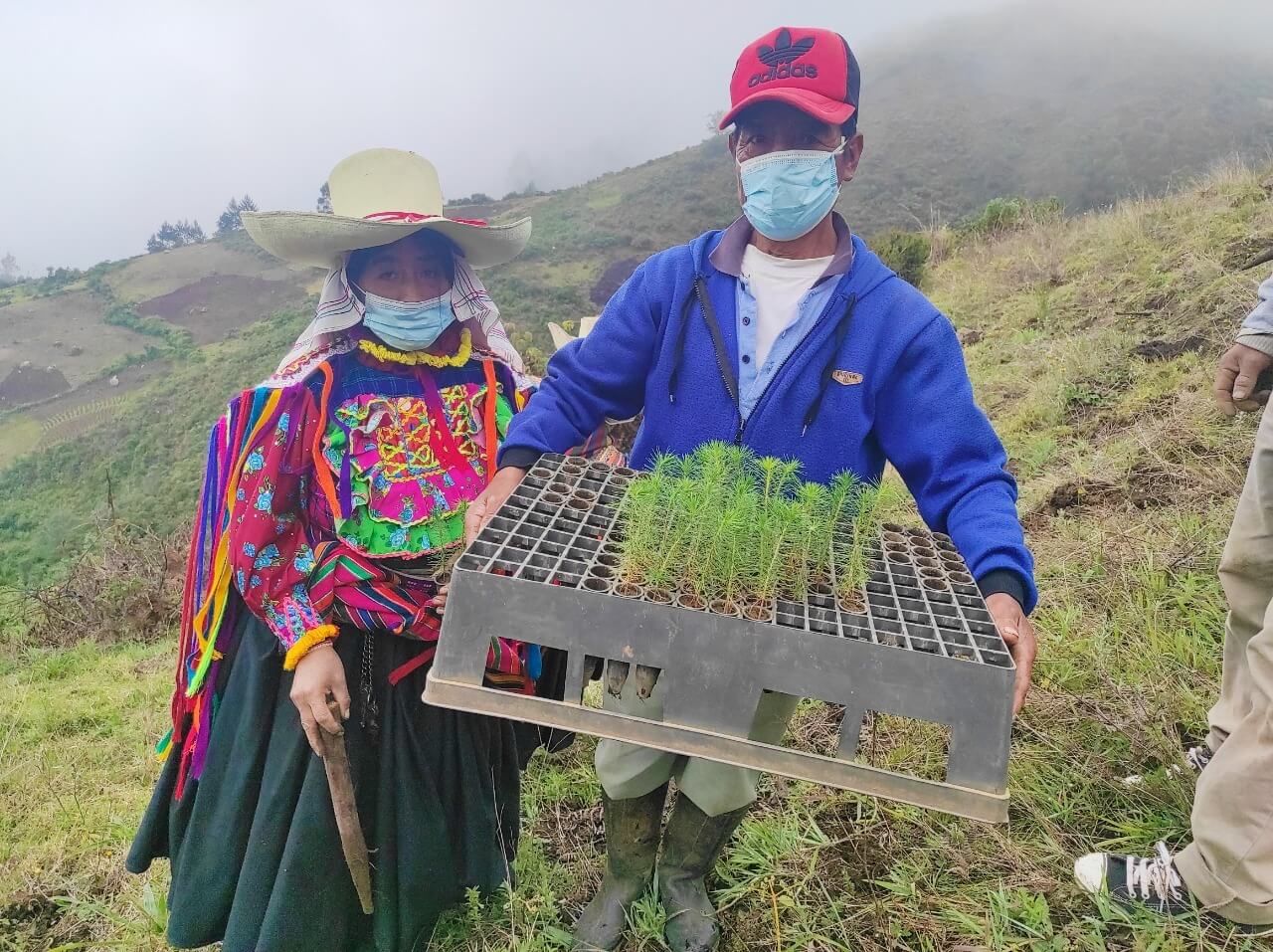 instalan plantones de pino Lambayeque