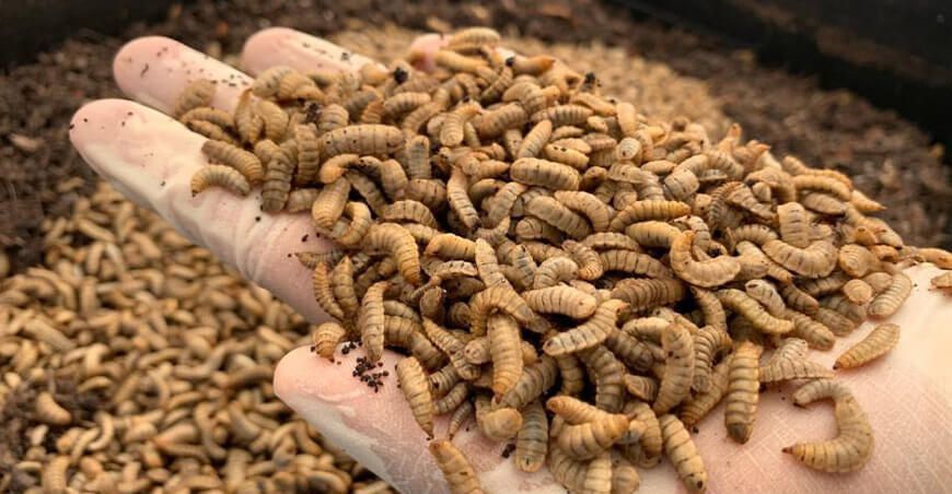 Larvas para mejorar la alimentación animal