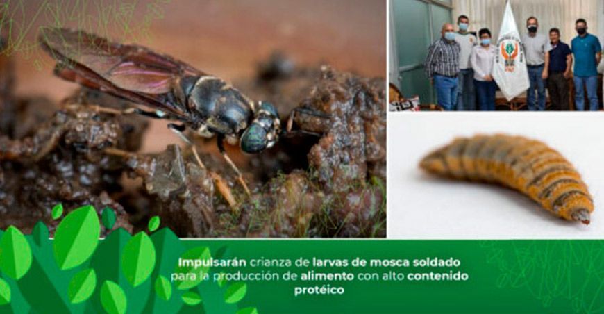 Impulsarán crianza de larvas de “moscas soldado” para elaborar alimento para animales