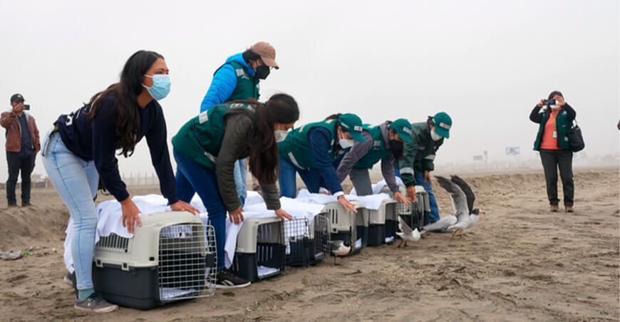 liberan aves afectadas por derrame de petróleo en Ventanilla 