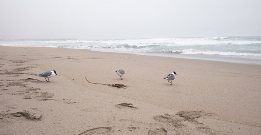 liberan aves afectadas por derrame de petróleo en Ventanilla
