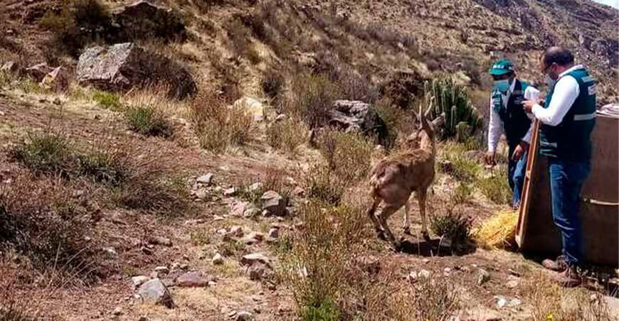 Arequipa: liberan a venado andino rescatado en el río Colca