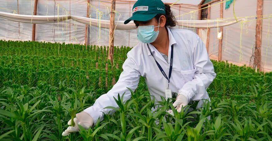 Cusco: Senasa mantiene el seguimiento de cuarentena posentrada de lilium