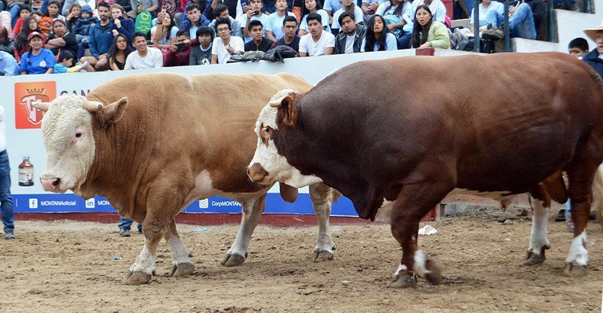 Regresa el Concurso Nacional de Ganado Vacuno Engordado, en Lurín