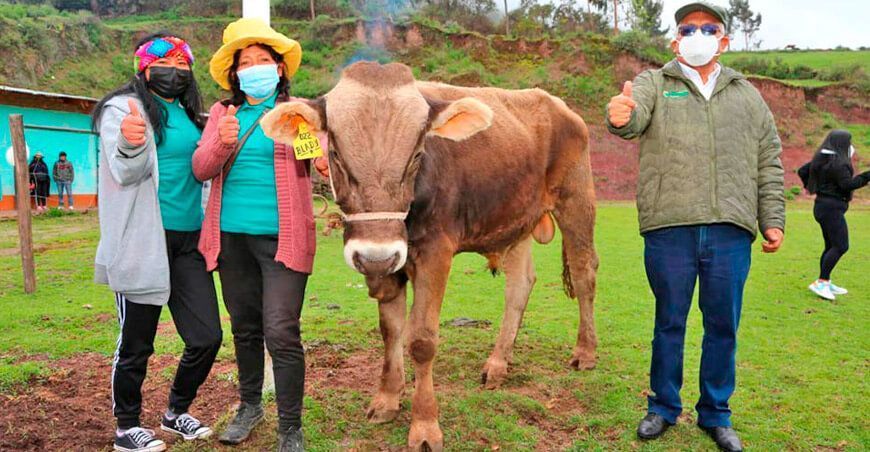 Gore Lima entrega 24 toretes Brown Swiss a asociación ganadera de Lachaqui