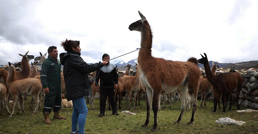 Llamas Camélidos Sudamericanos Perú