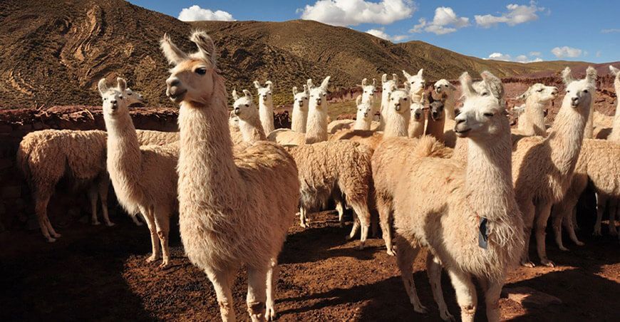 Llamas Perú