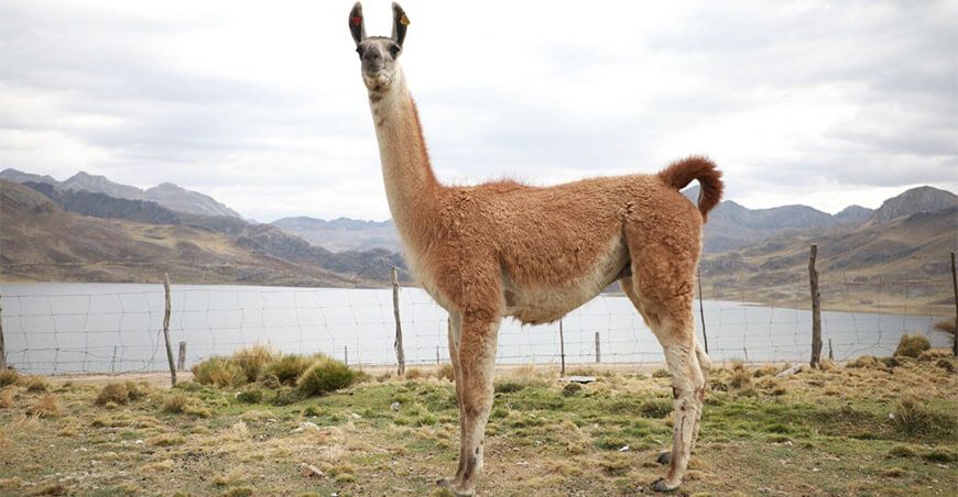 llamas camélidos sudamericanos