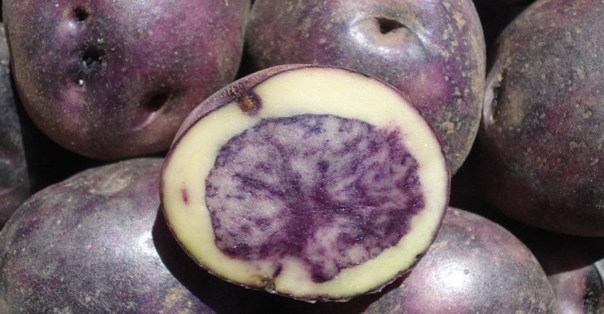 INIA 334 – Llapanchispaq, nueva variedad de papa