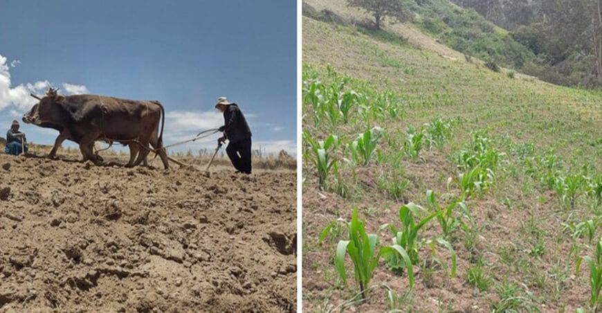 Lluvias favorecerán cultivos en la sierra centro y norte