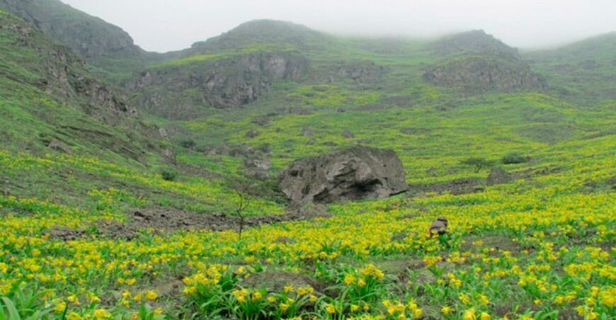 Lomas de Quebrada Río Seco de Pachacamac