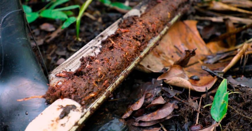 Turberas de Loreto almacenan más de 3 mil millones de toneladas de carbono