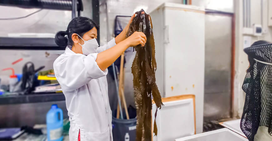 Investigan macroalgas pardas gigantes en la conservación de la biodiversidad marina