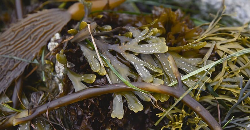 Uso potencial de las macroalgas beneficiará a pescadores artesanales y empresas procesadoras