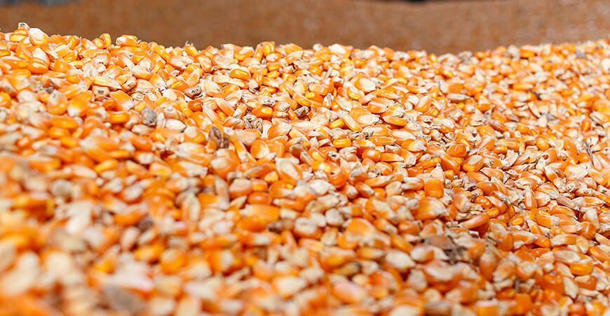 Importación de maíz amarillo duro