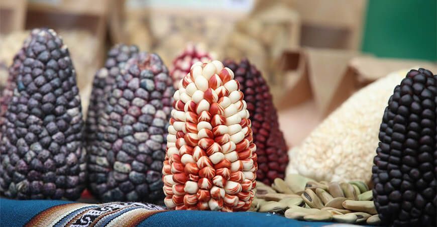 Día Nacional del Maíz Morado, Maíz Choclo y maíces para cancha