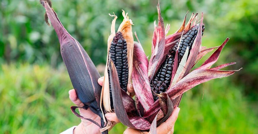 Maíz morado INIA Perú