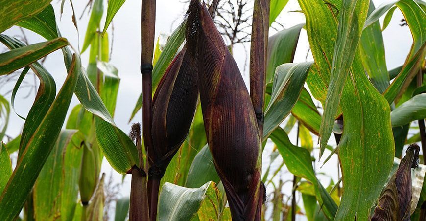 cultivo de maíz morado