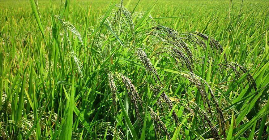 Malezas que afectan la producción de arroz
