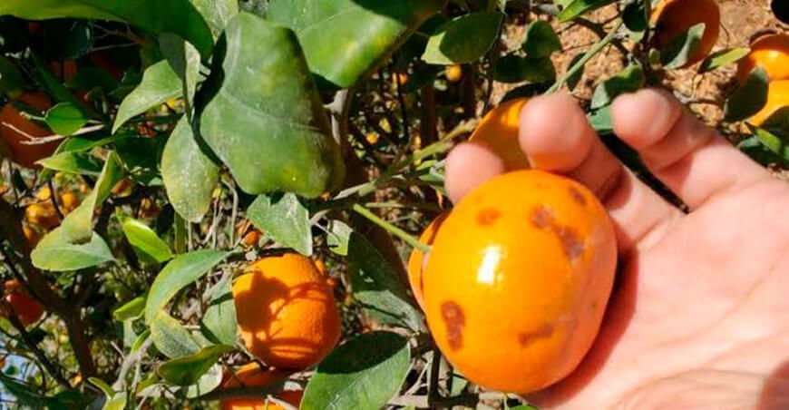 Mandarina: fisiopatía en piel podría afectar los rendimientos de la campaña en Ica