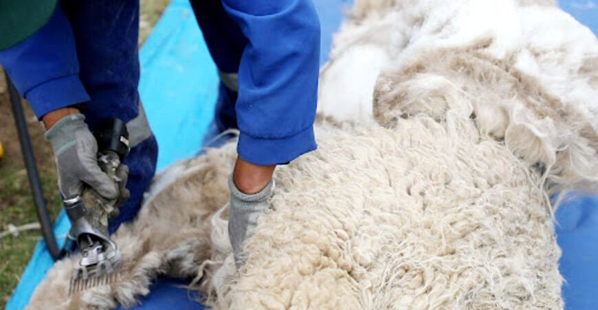  Inacal impulsa buenas prácticas de esquila y manejo del vellón de la fibra de alpaca