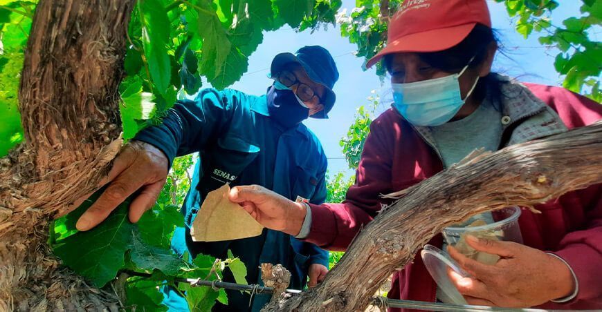 control biológico de plagas en cultivo de vid Ica Senasa