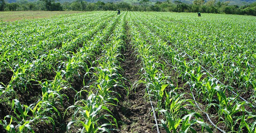 cultivo de maíz Perú