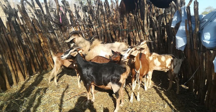 crianza de caprinos cabras Perú