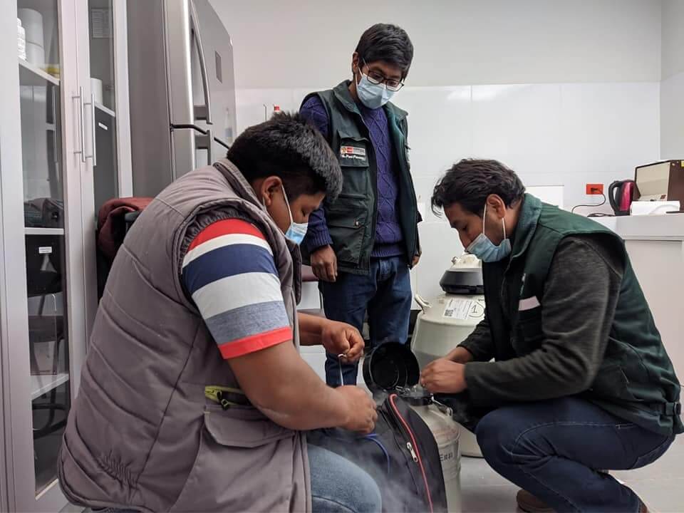 Puno: INIA transfiere material genético bovino para mejorar calidad de carne y leche
