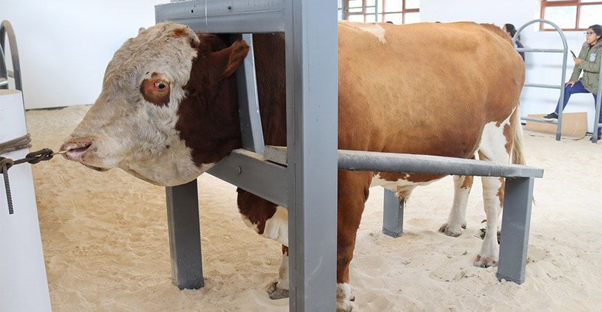 Incrementarán material genético semen de ganado bovino en Cajamarca