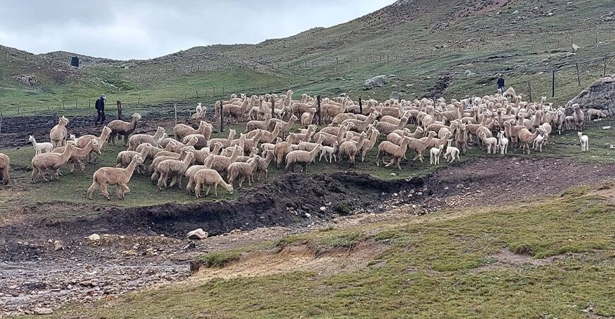 Lima: Agro Rural evaluó y seleccionó alpacas para el Plan de Mejoramiento Genético en Oyón