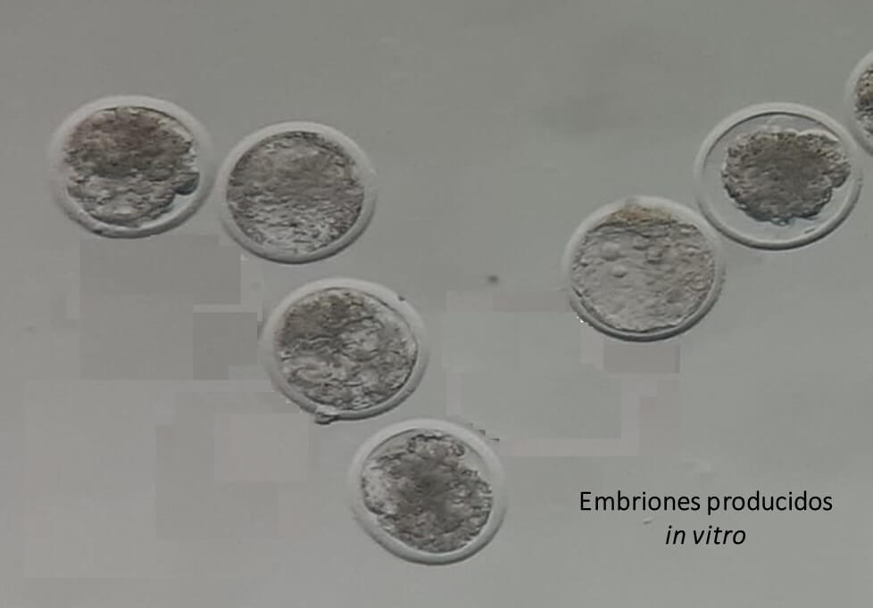 INIA produce embriones de ganado de alta calidad genética en Huaral