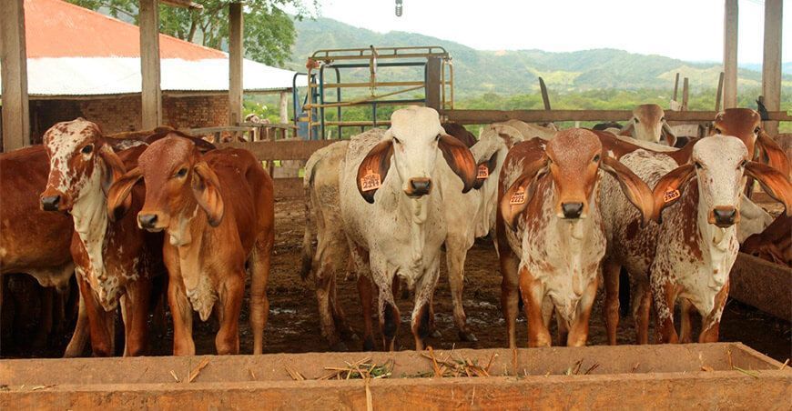 Mejoramiento genético ganado bovino San Martín Perú