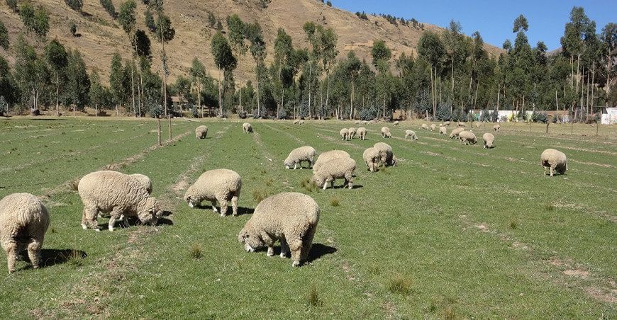 mejoramiento genético en ovinos Huánuco