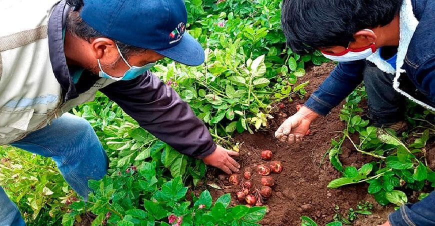Productores apuestan por semillas mejoradas de papa