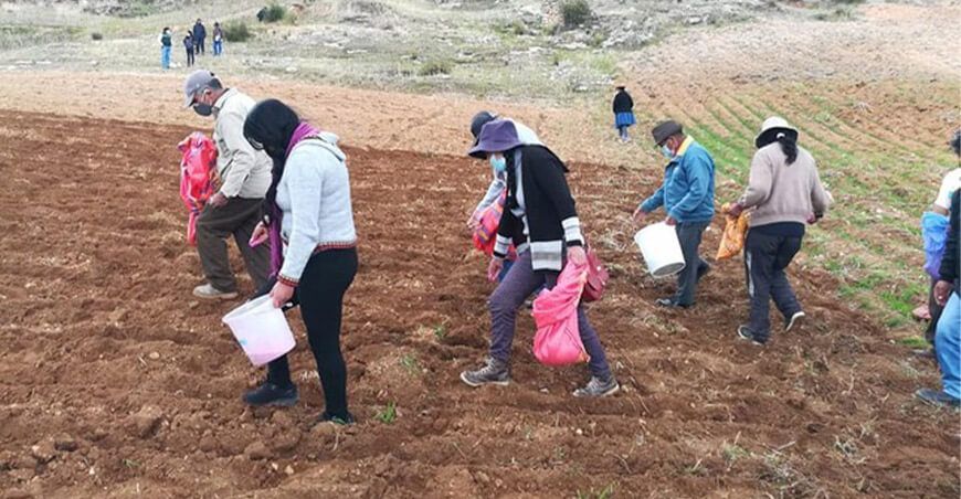 Buscan producir semillas de quinua con alto valor genético en Junín