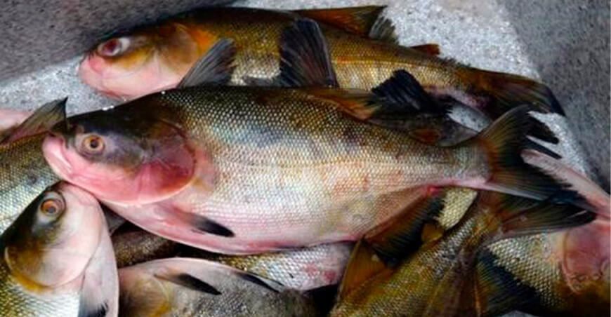 El metilmercurio contamina peces y comunidades nativas!