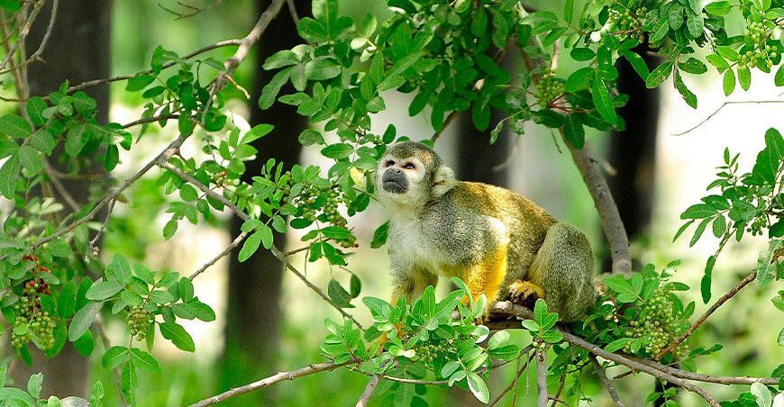 Con microchips mejorarán la trazabilidad de especímenes de fauna silvestre Perú